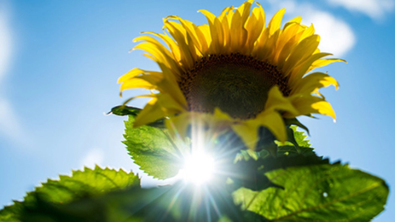 أمطار متفرقة.. رادارات الأرصاد تكشف خريطة طقس الأحد في المحافظات المصرية